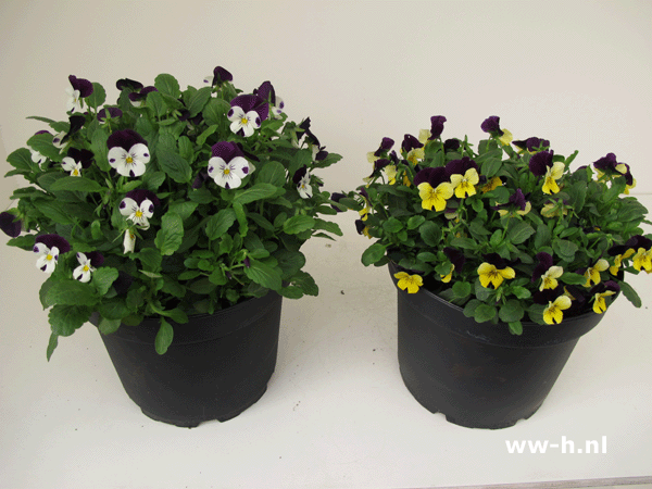 Viola cornuta A in soorten 3 liter pot 2,99 2 voor 5,00 Viola cornuta A in soorten 3 liter pot 2,99 2 voor 5,00